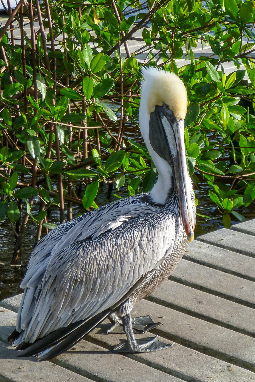 Everglades 2016 76