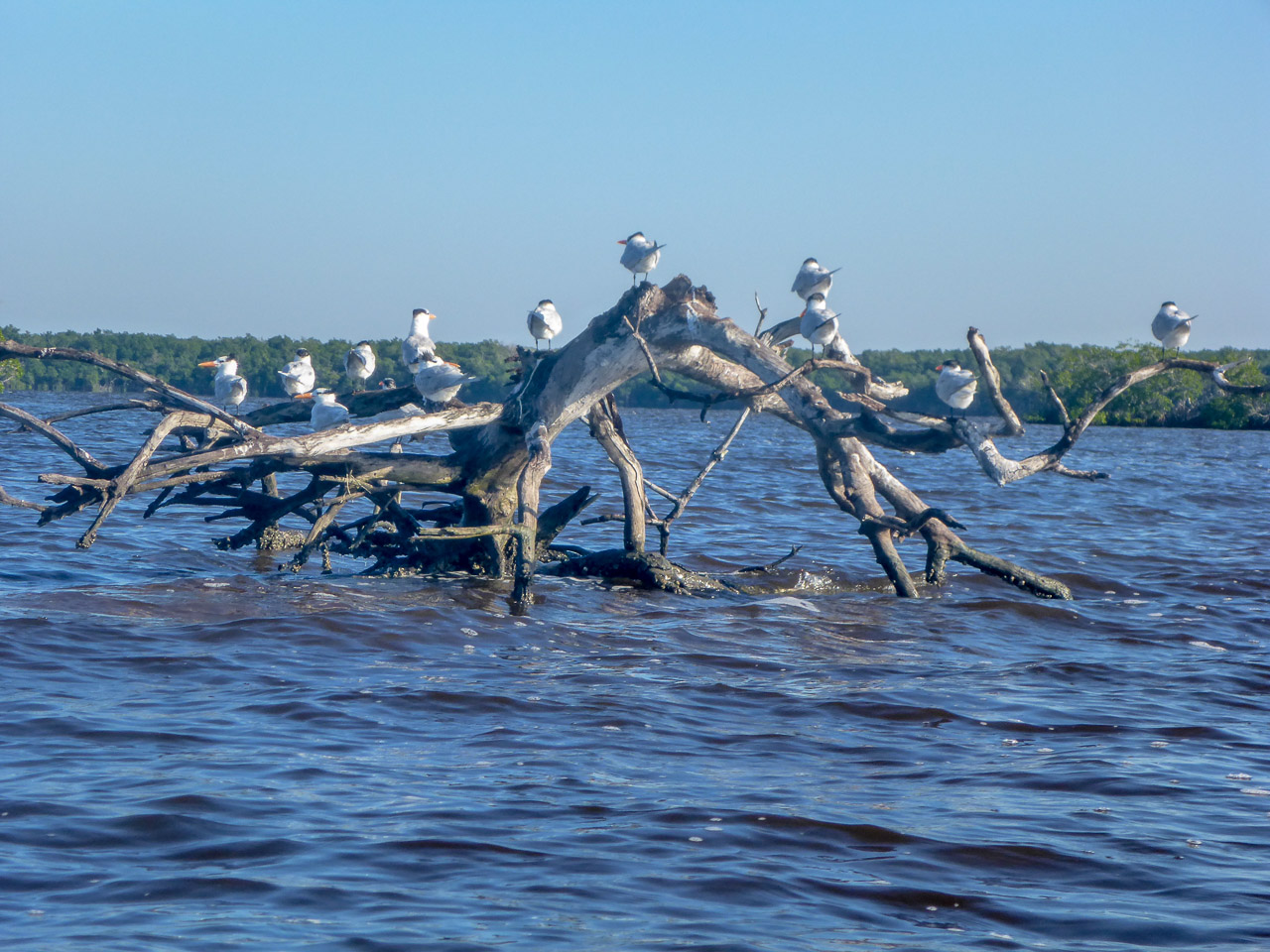 Everglades 2016 78
