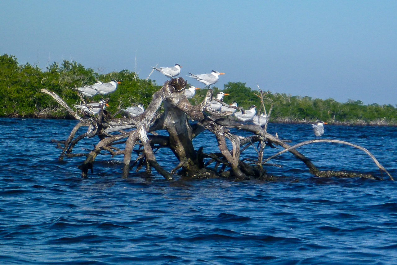 Everglades 2016 79
