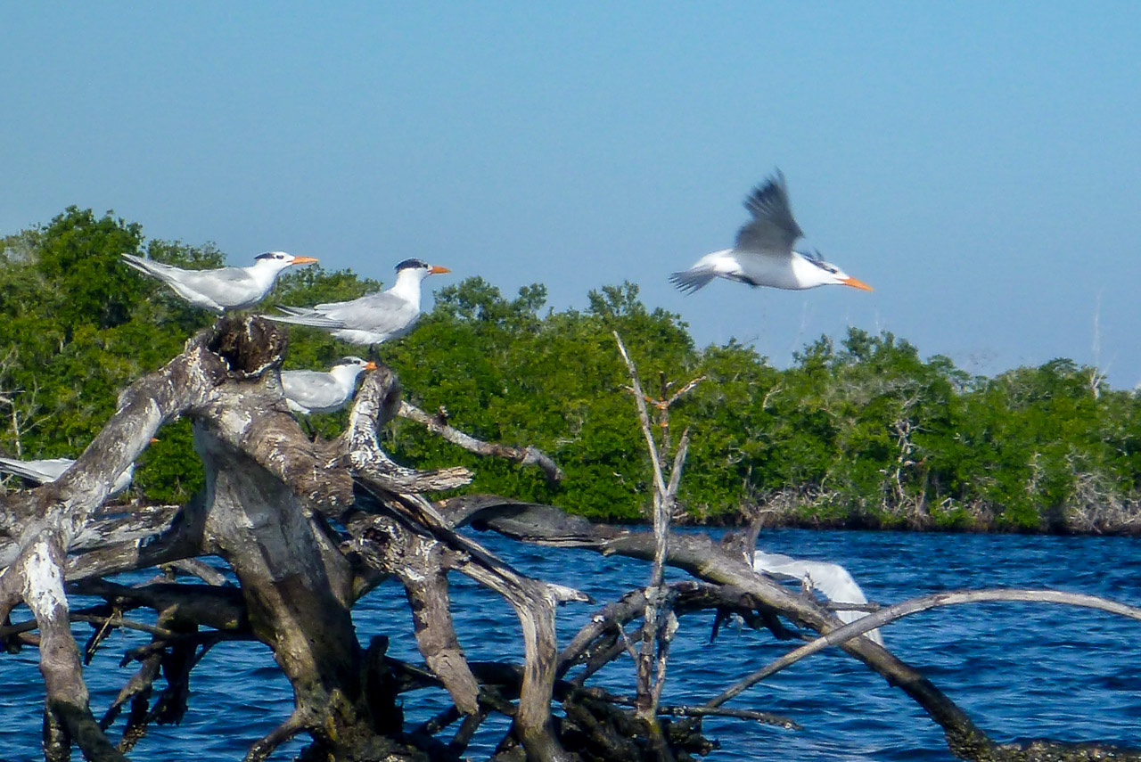 Everglades 2016 80