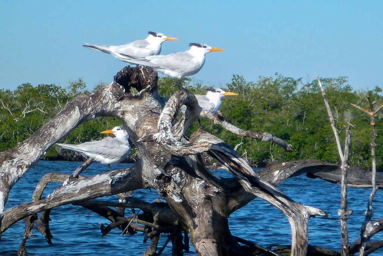 Everglades 2016 81