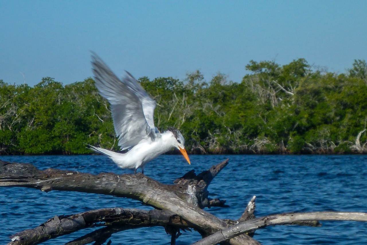Everglades 2016 82