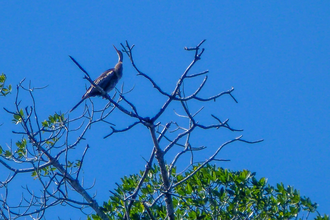 Everglades 2016 83