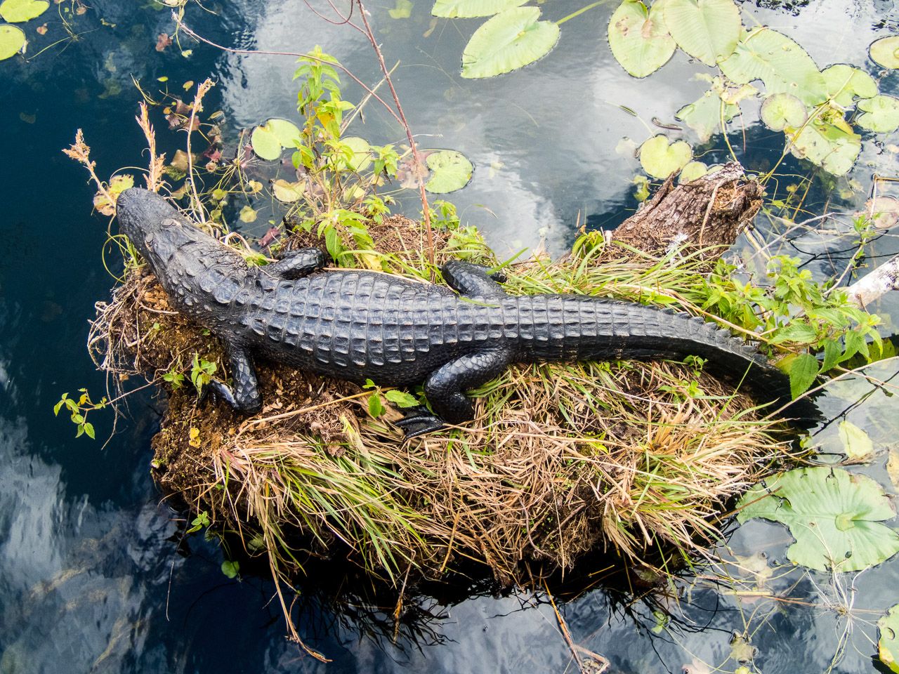 Everglades 2017 101