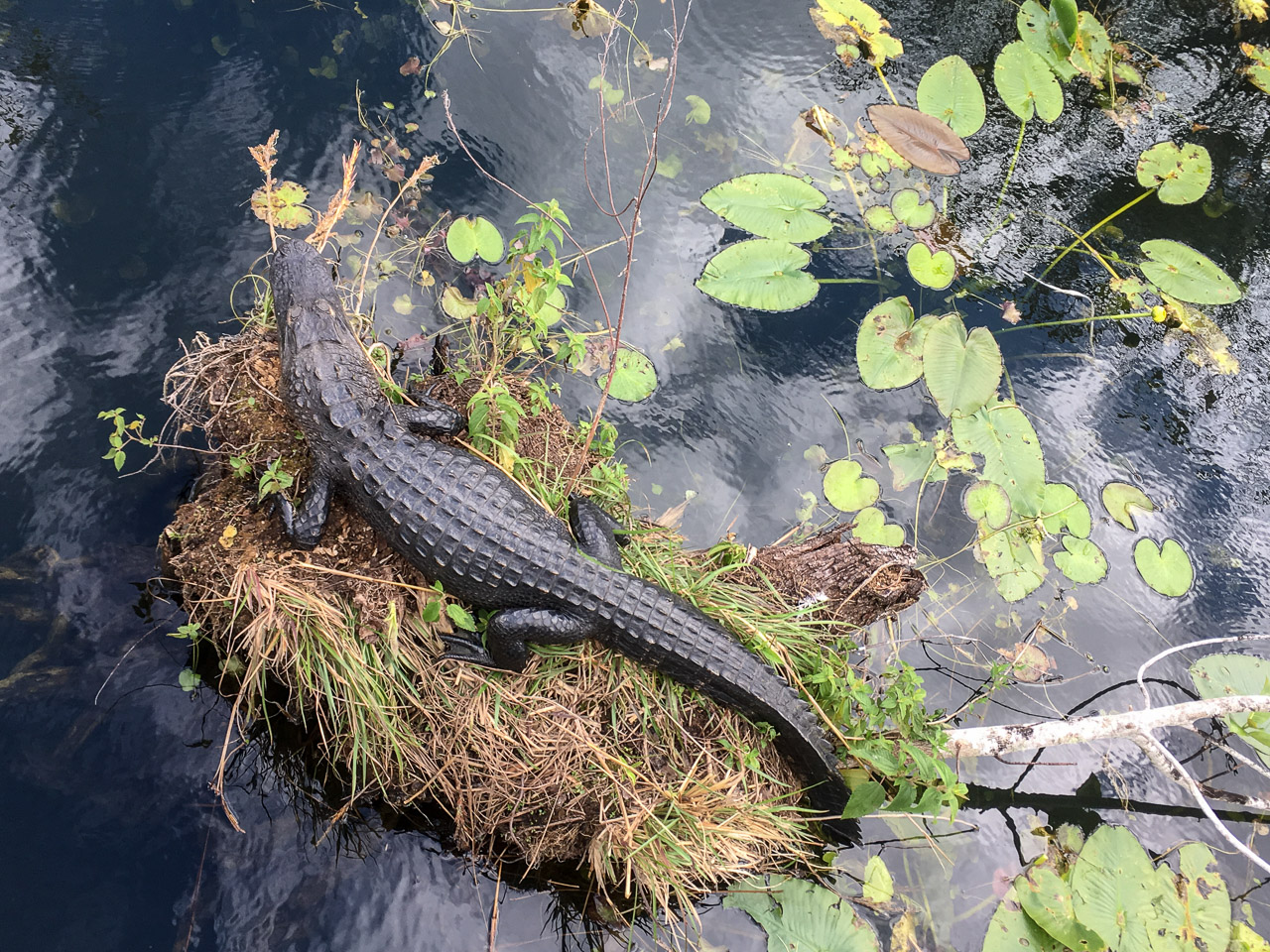 Everglades 2017 102