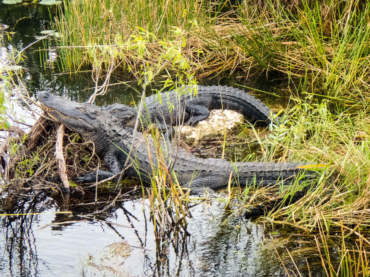 Everglades 2017 103