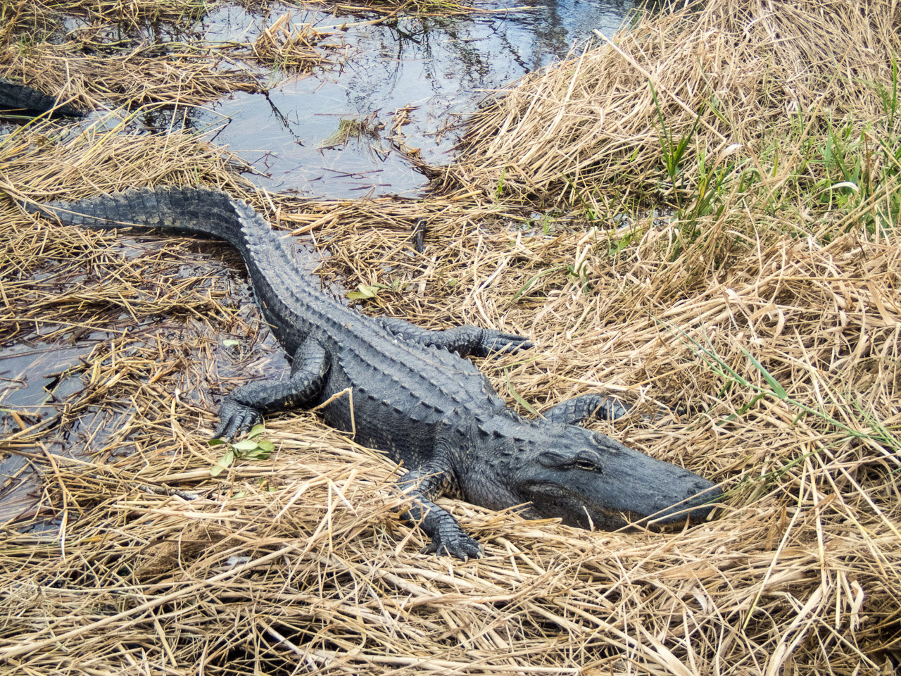 Everglades 2017 104