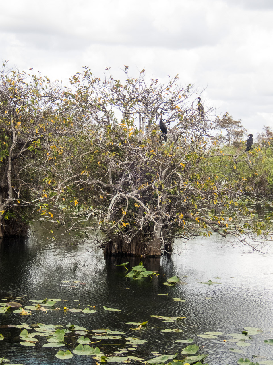Everglades 2017 105