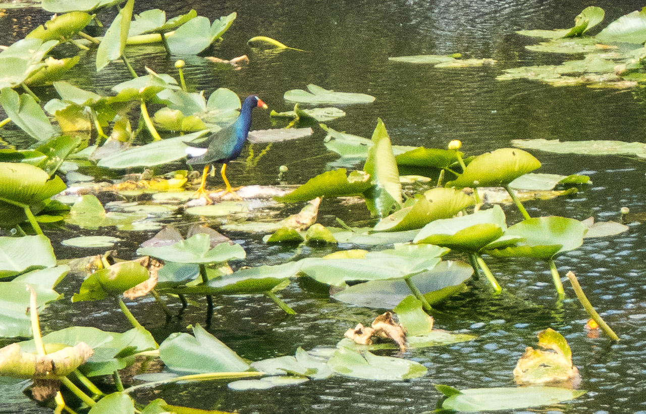Everglades 2017 106