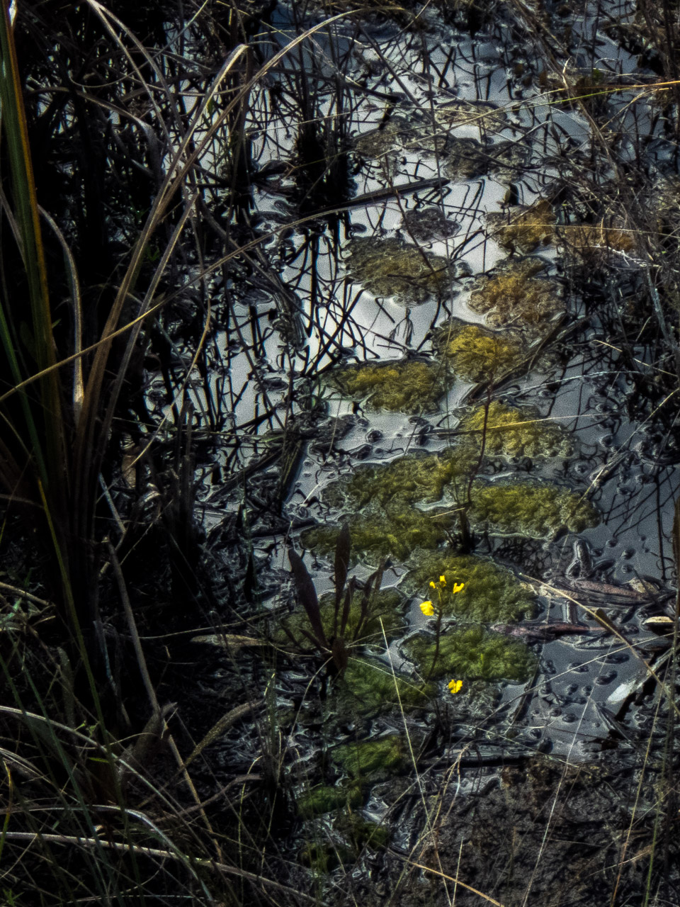 Everglades 2017 107