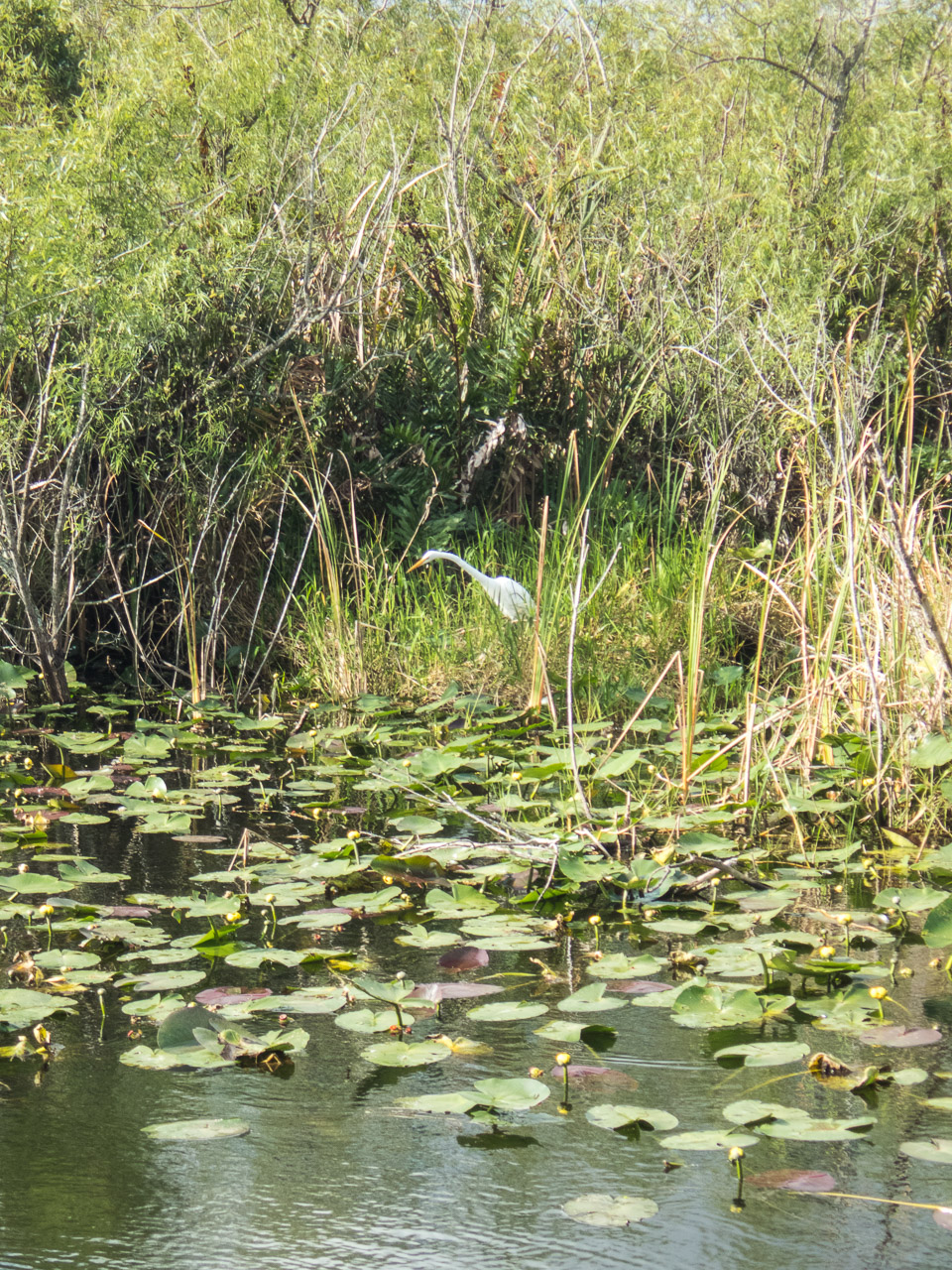 Everglades 2017 110