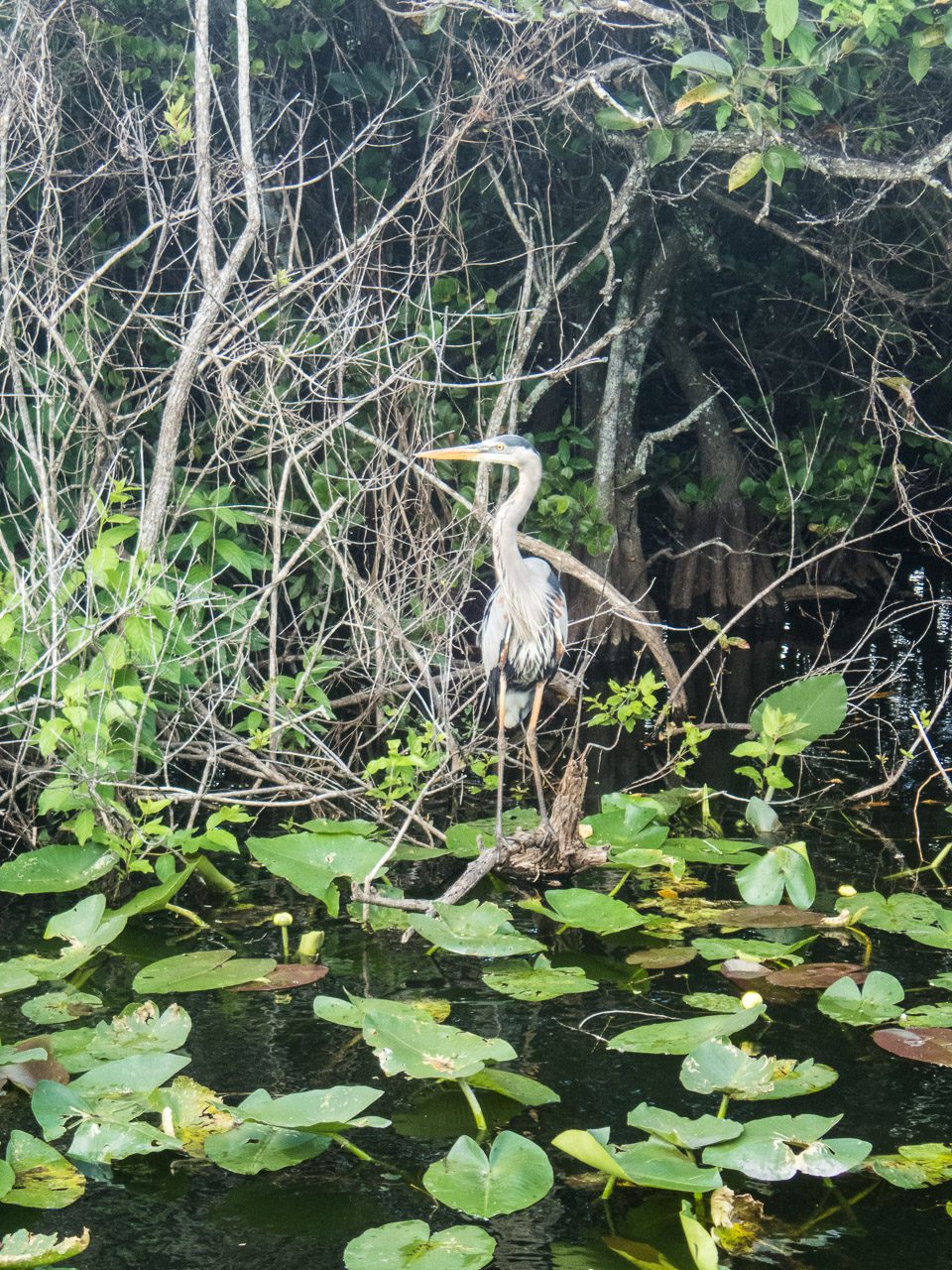 Everglades 2017 111