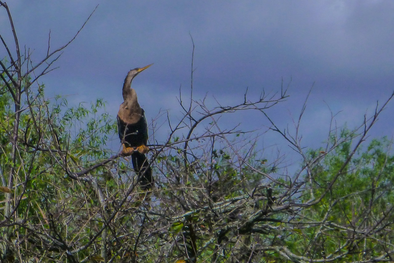 Everglades 2017 112