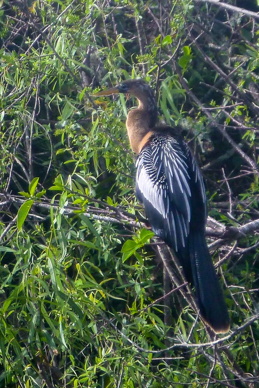 Everglades 2017 113