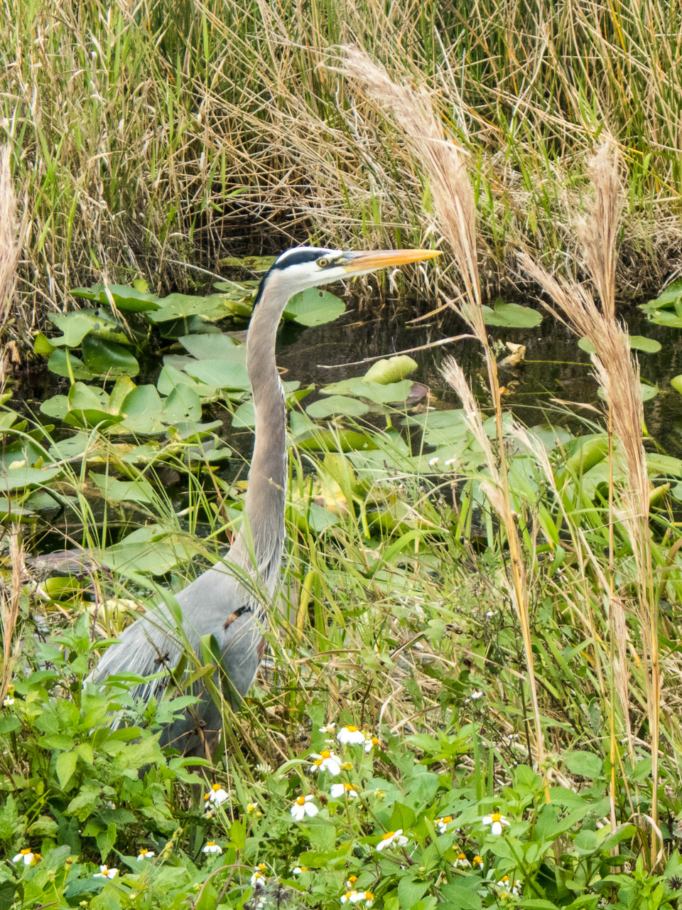 Everglades 2017 114
