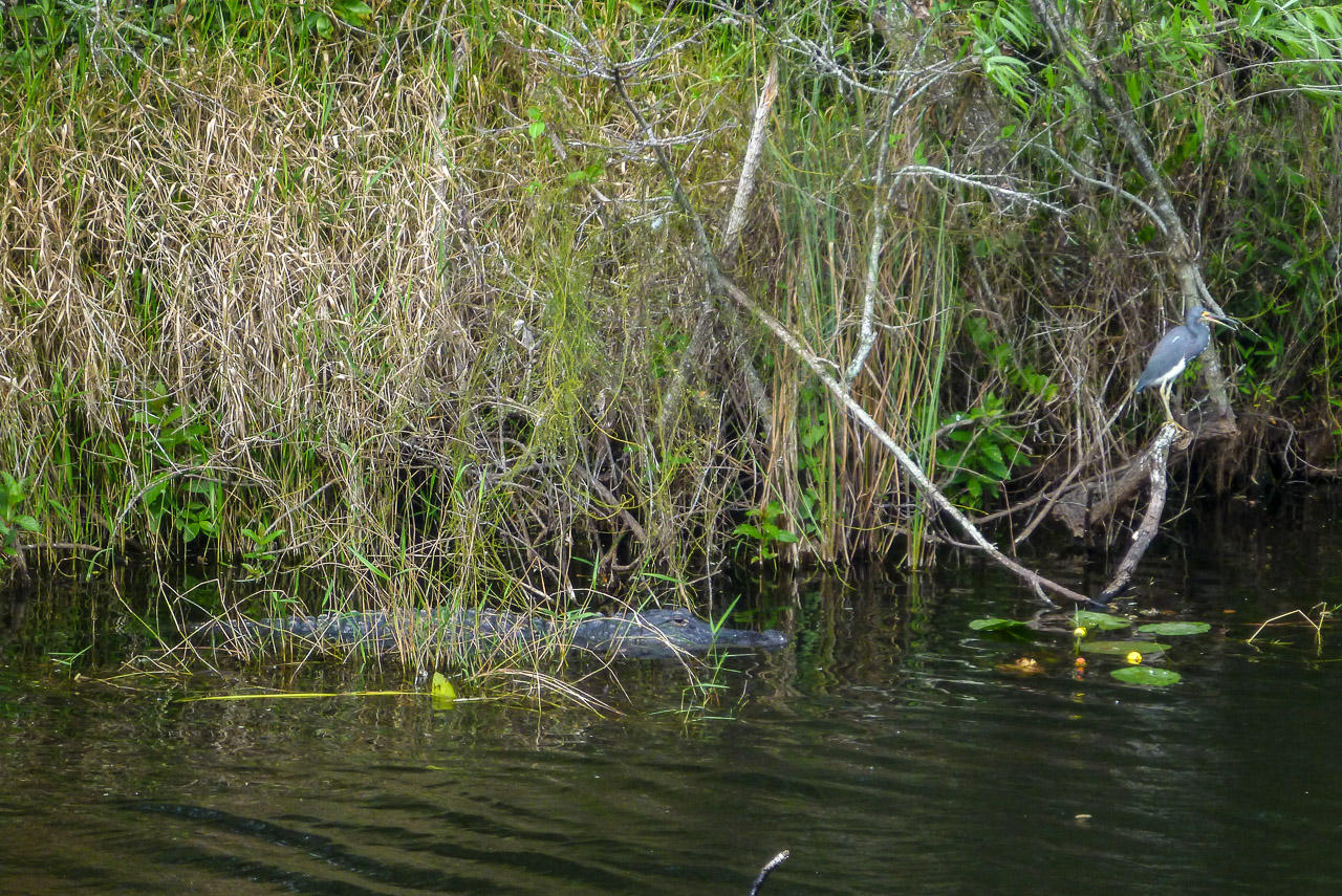 Everglades 2017 116