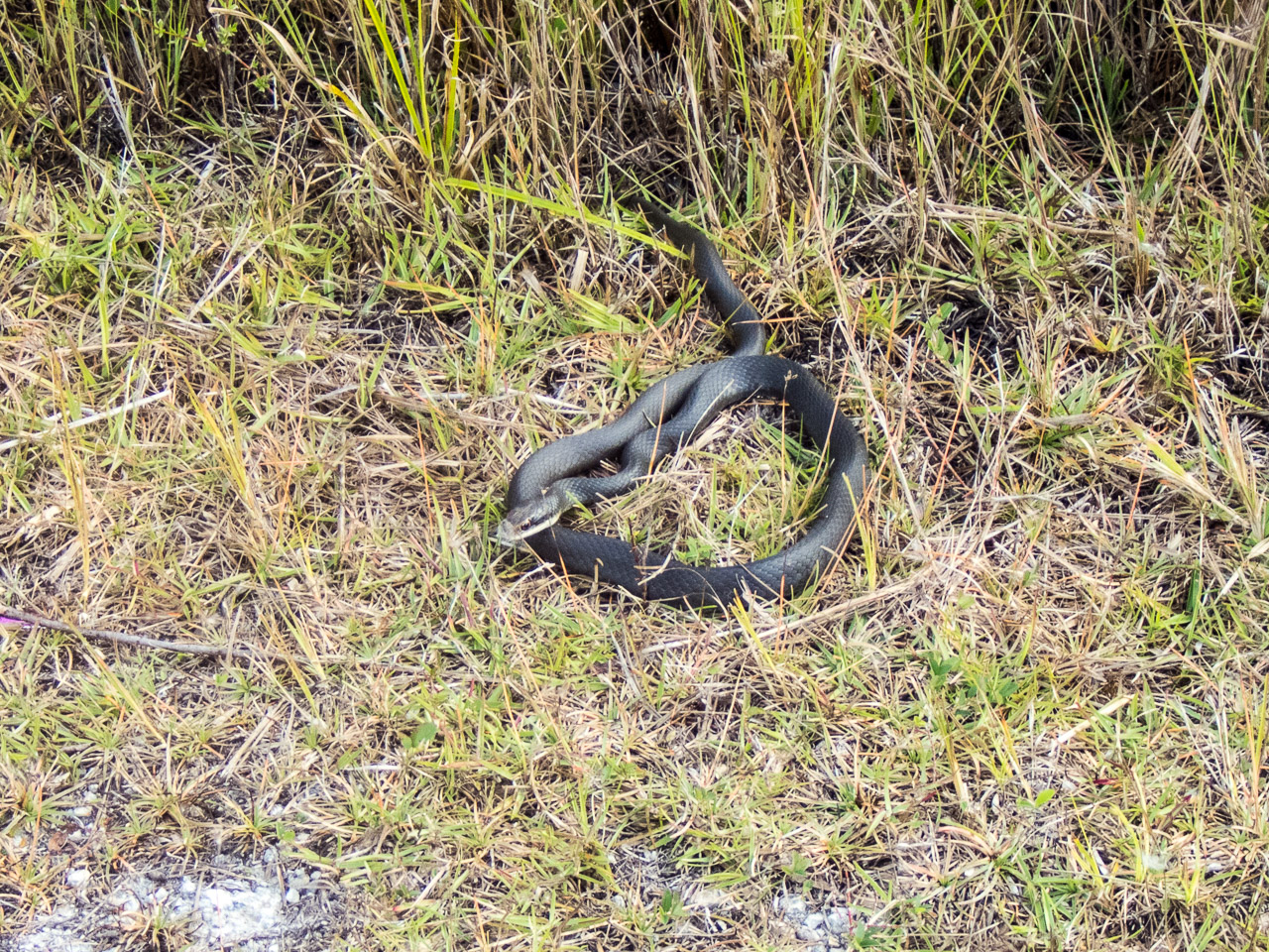 Everglades 2017 118
