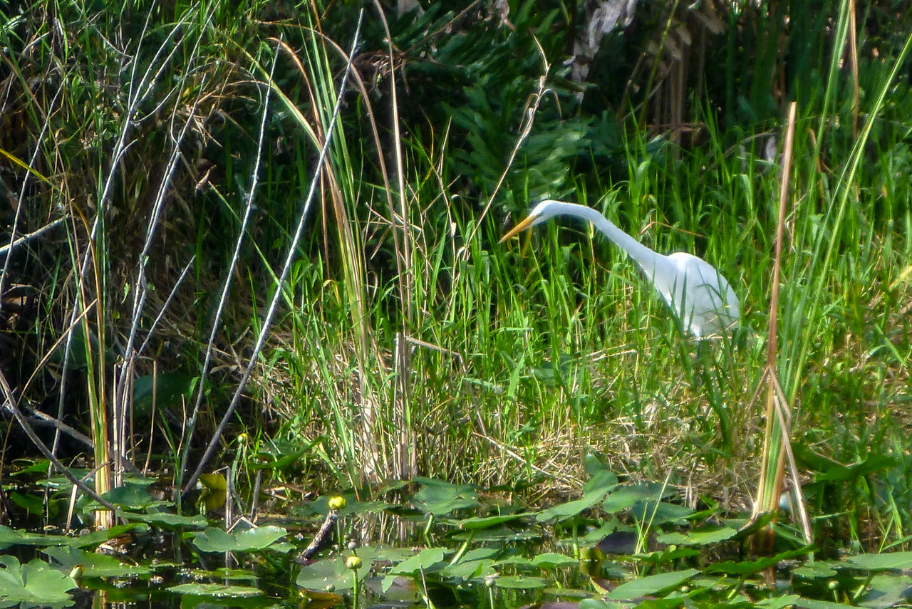 Everglades 2017 119