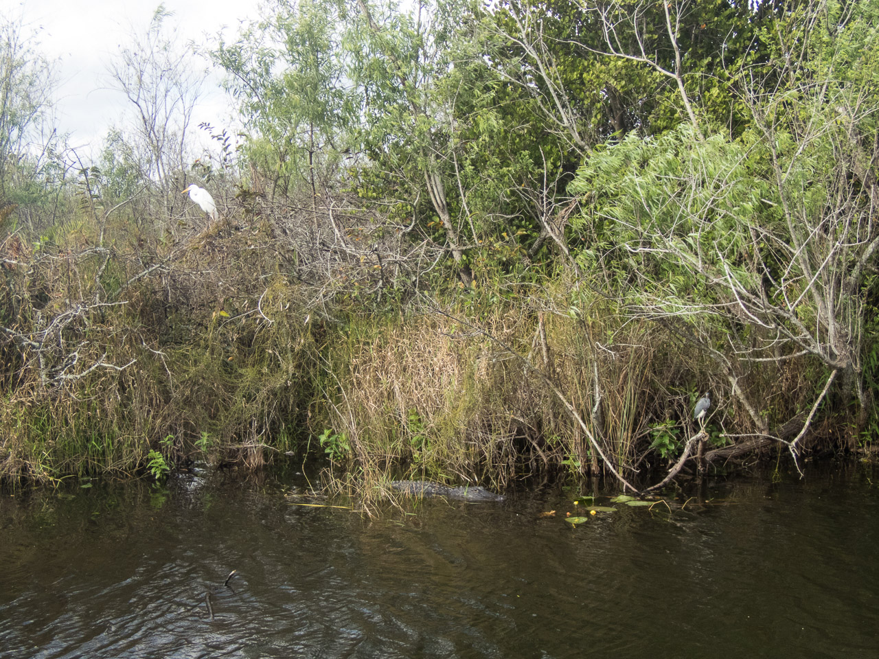 Everglades 2017 121