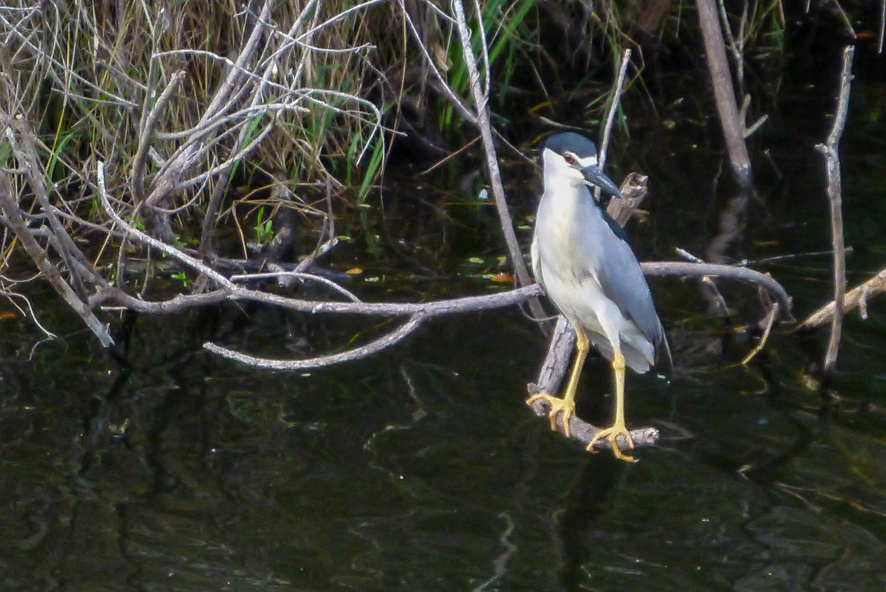 Everglades 2017 122