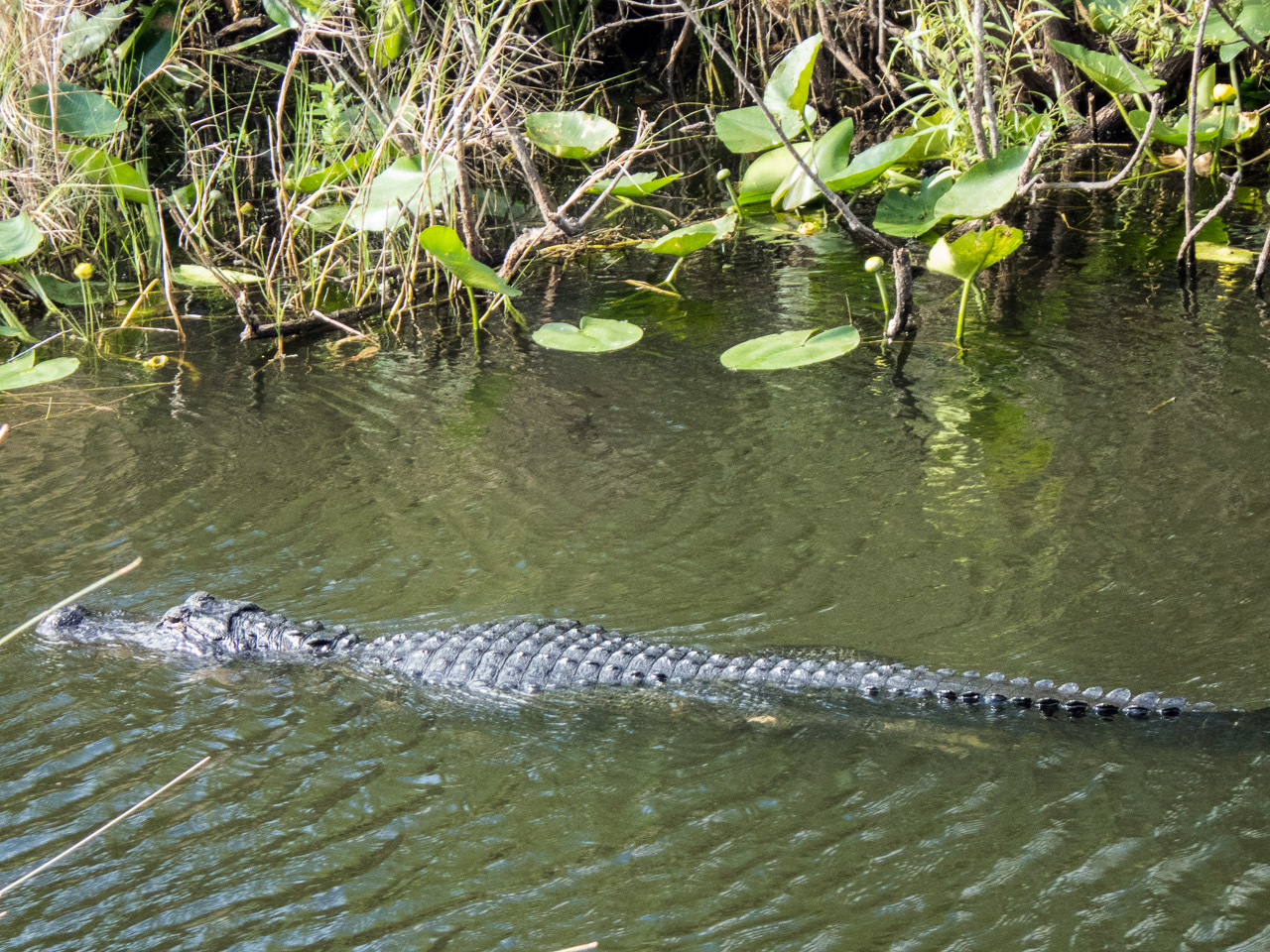Everglades 2017 124