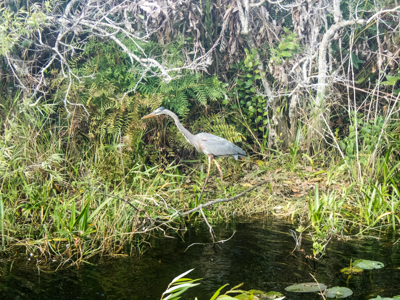 Everglades 2017 125