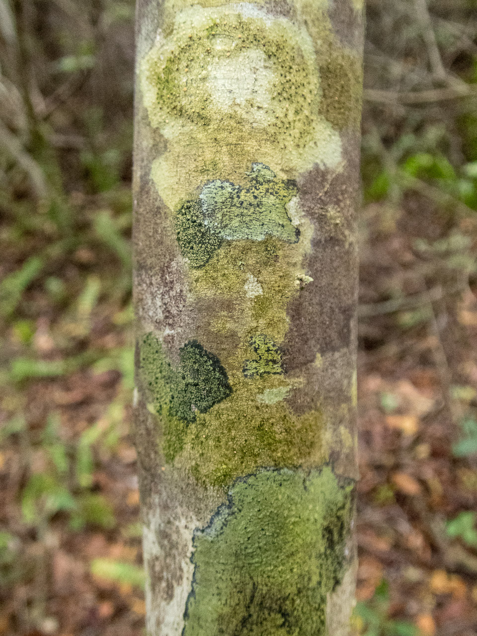 Everglades 2017 128