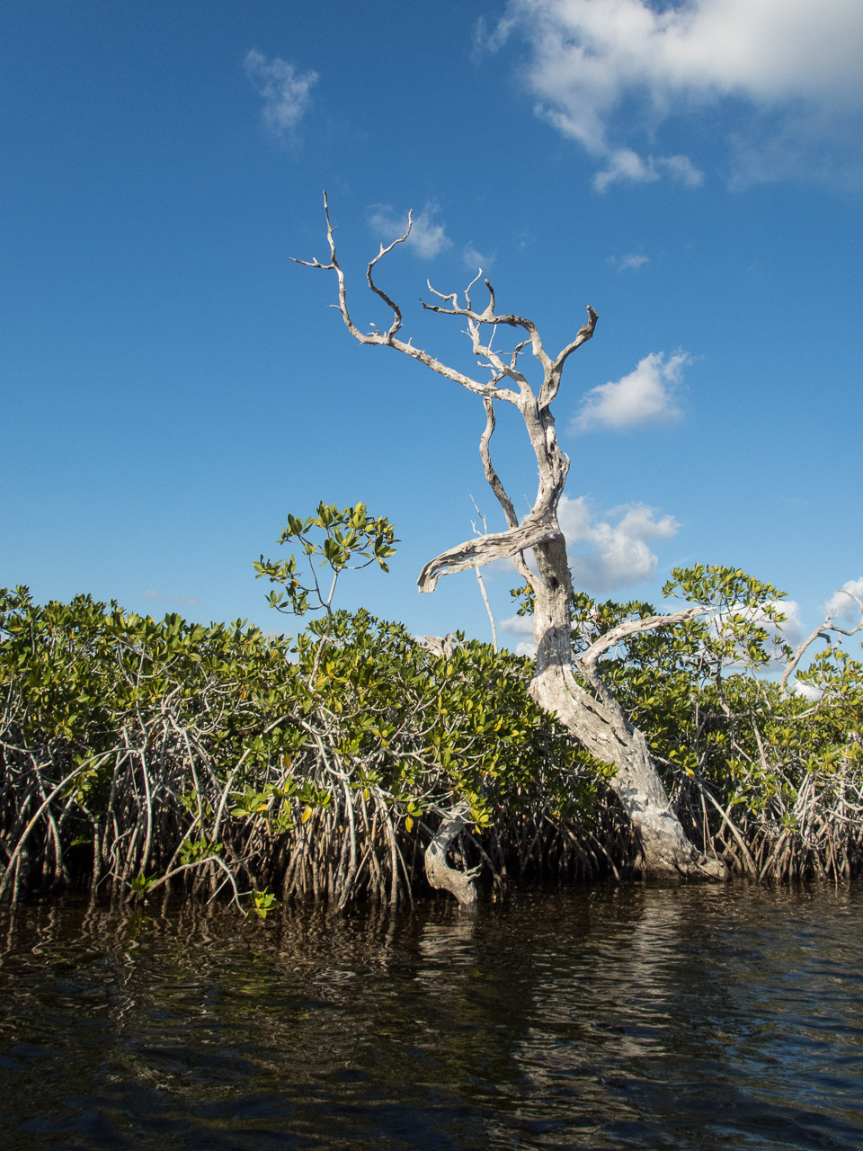 Everglades 2017 23