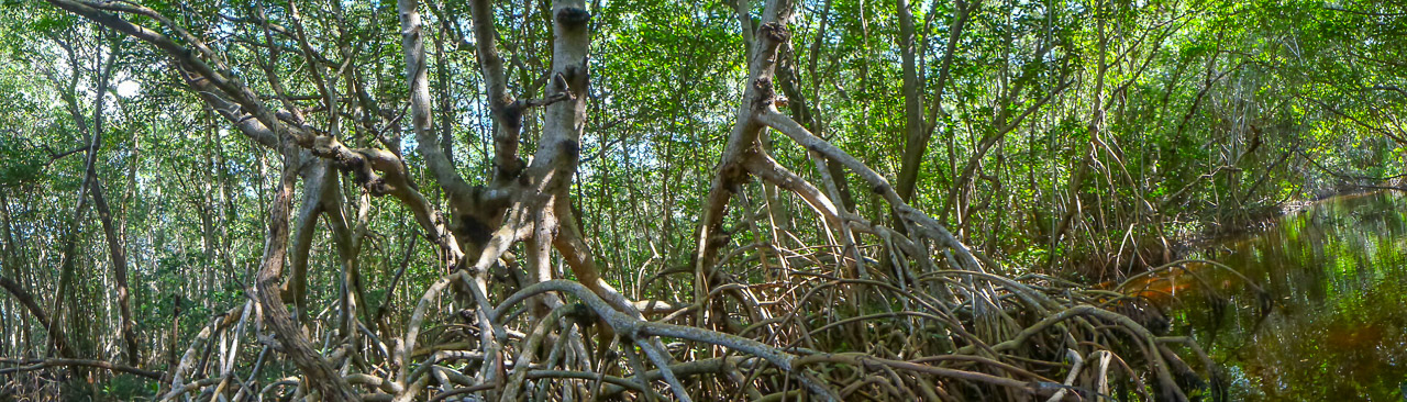 Everglades 2017 4