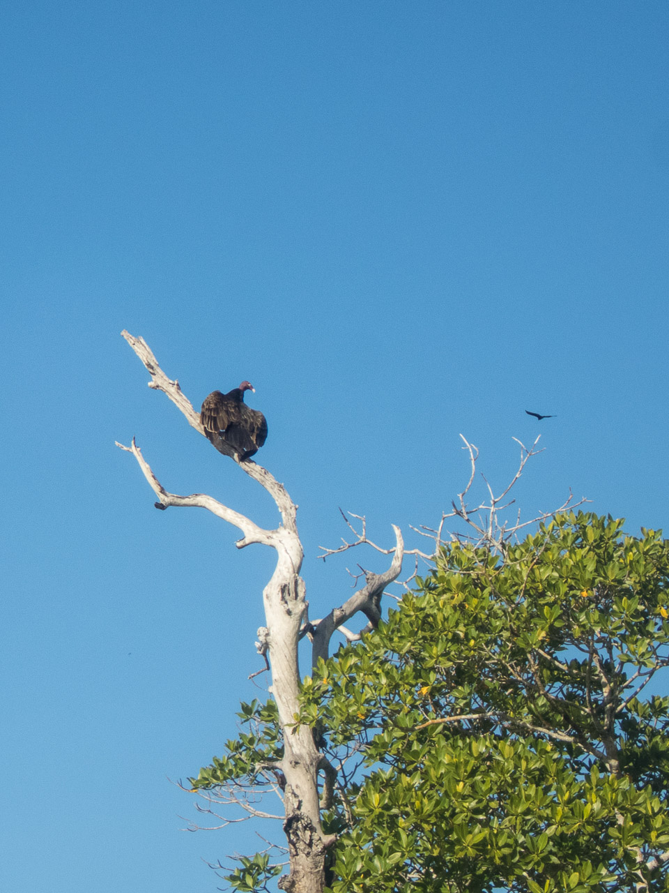 Everglades 2017 40