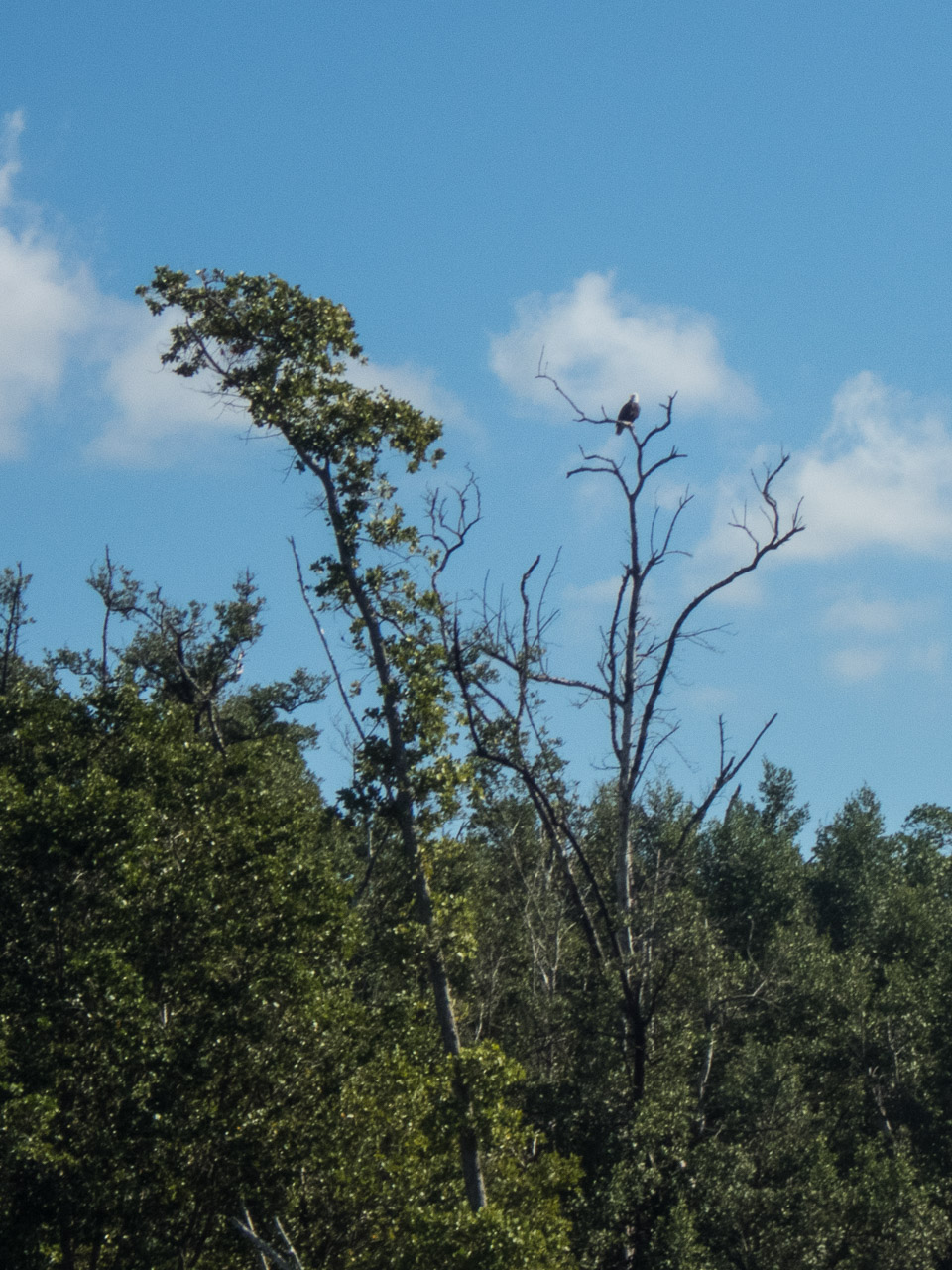 Everglades 2017 41