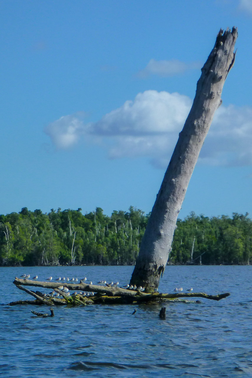 Everglades 2017 46