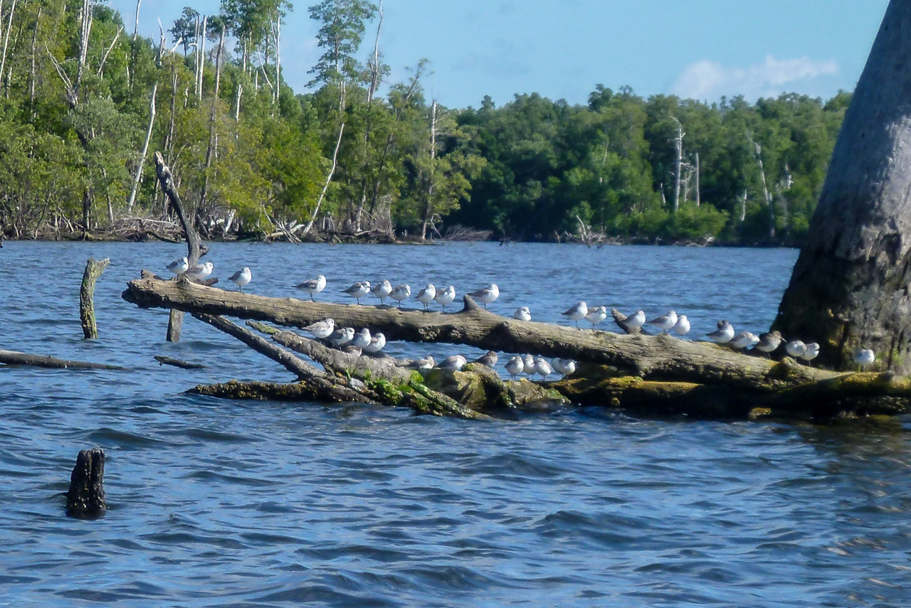 Everglades 2017 47