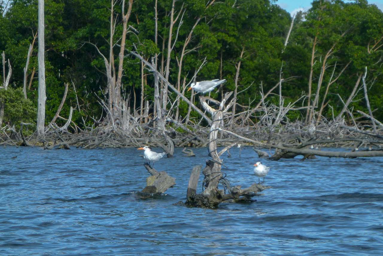 Everglades 2017 48