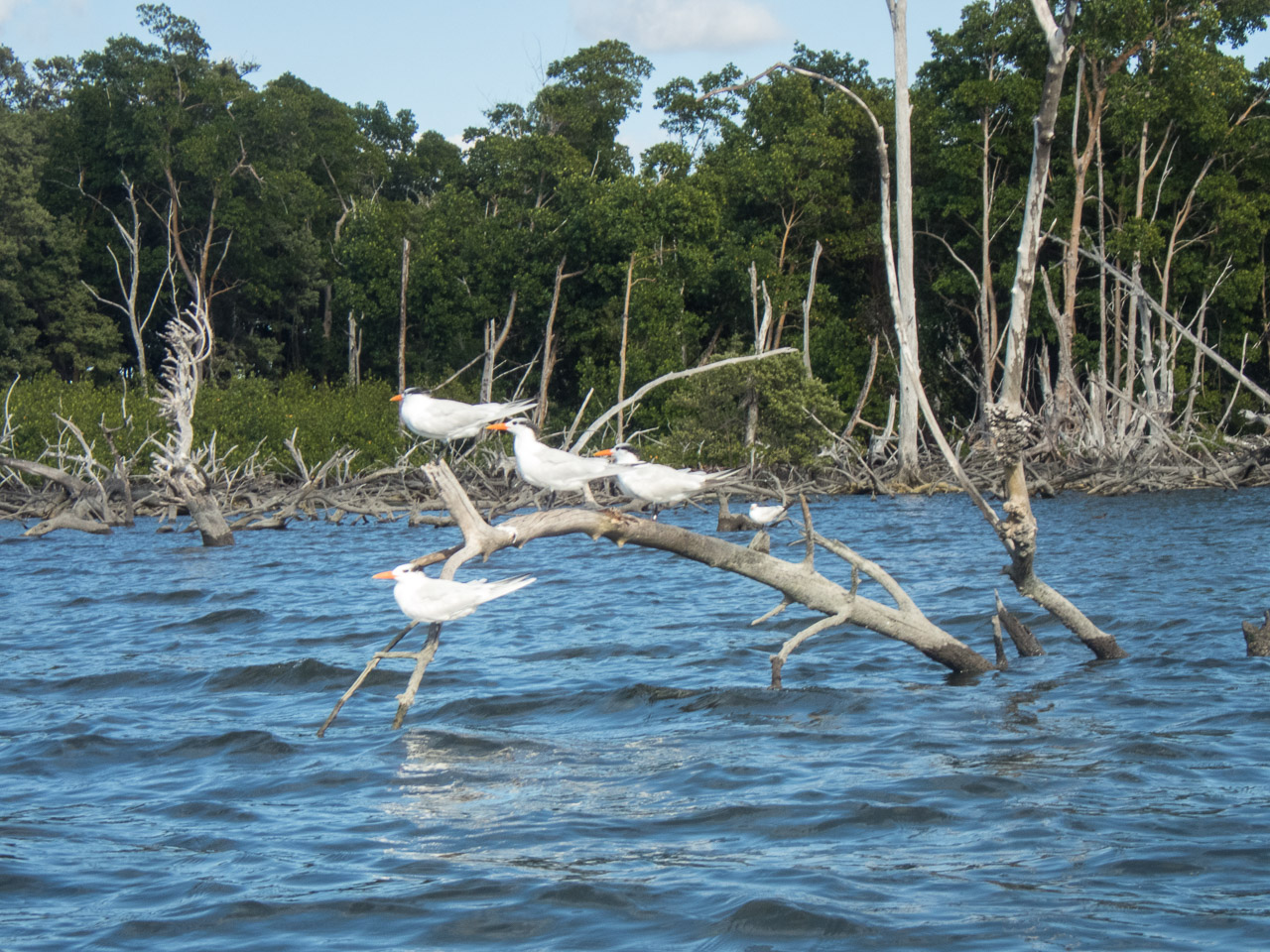 Everglades 2017 49