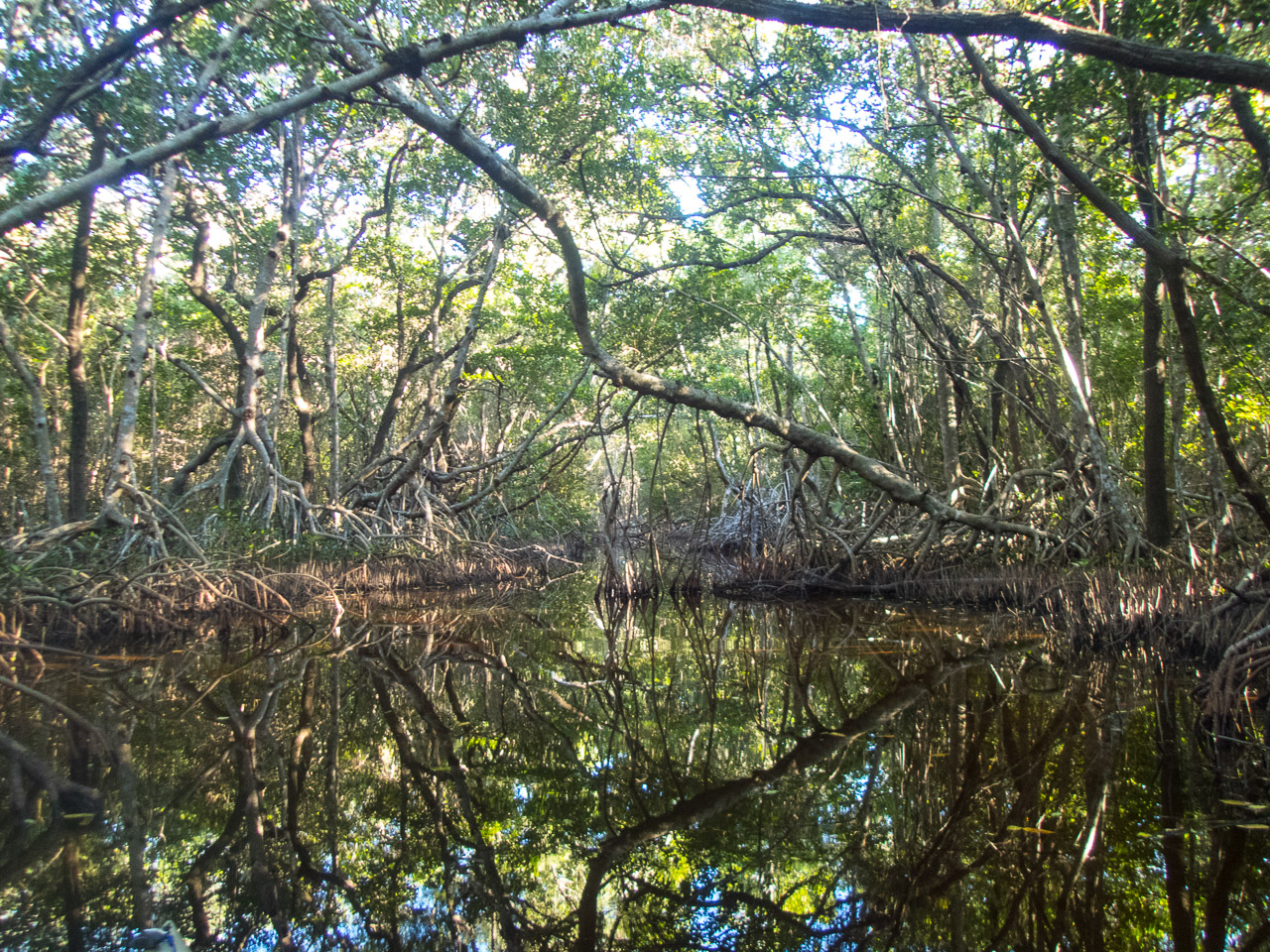 Everglades 2017 5