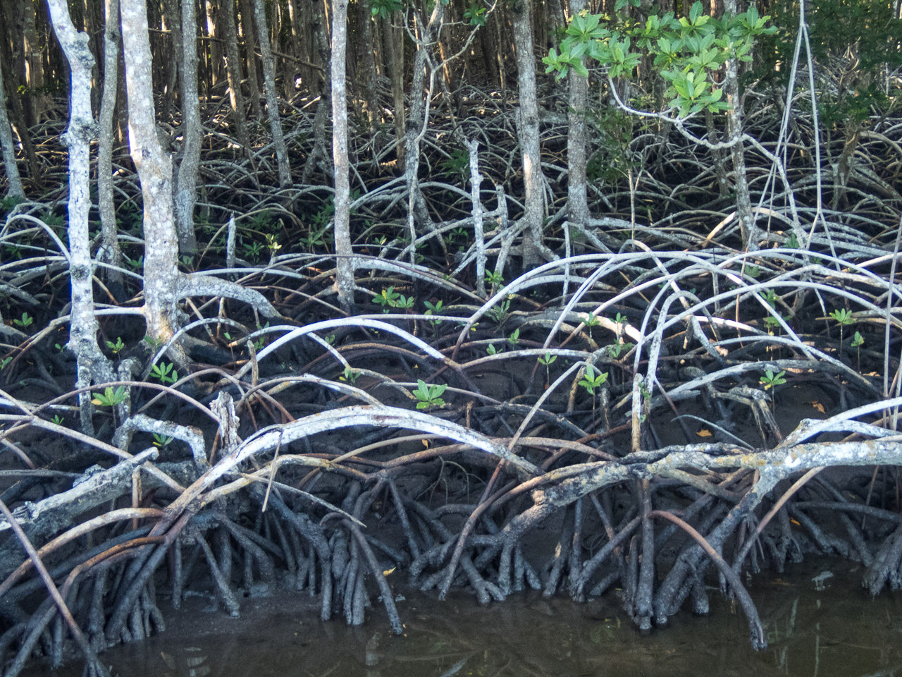 Everglades 2017 54