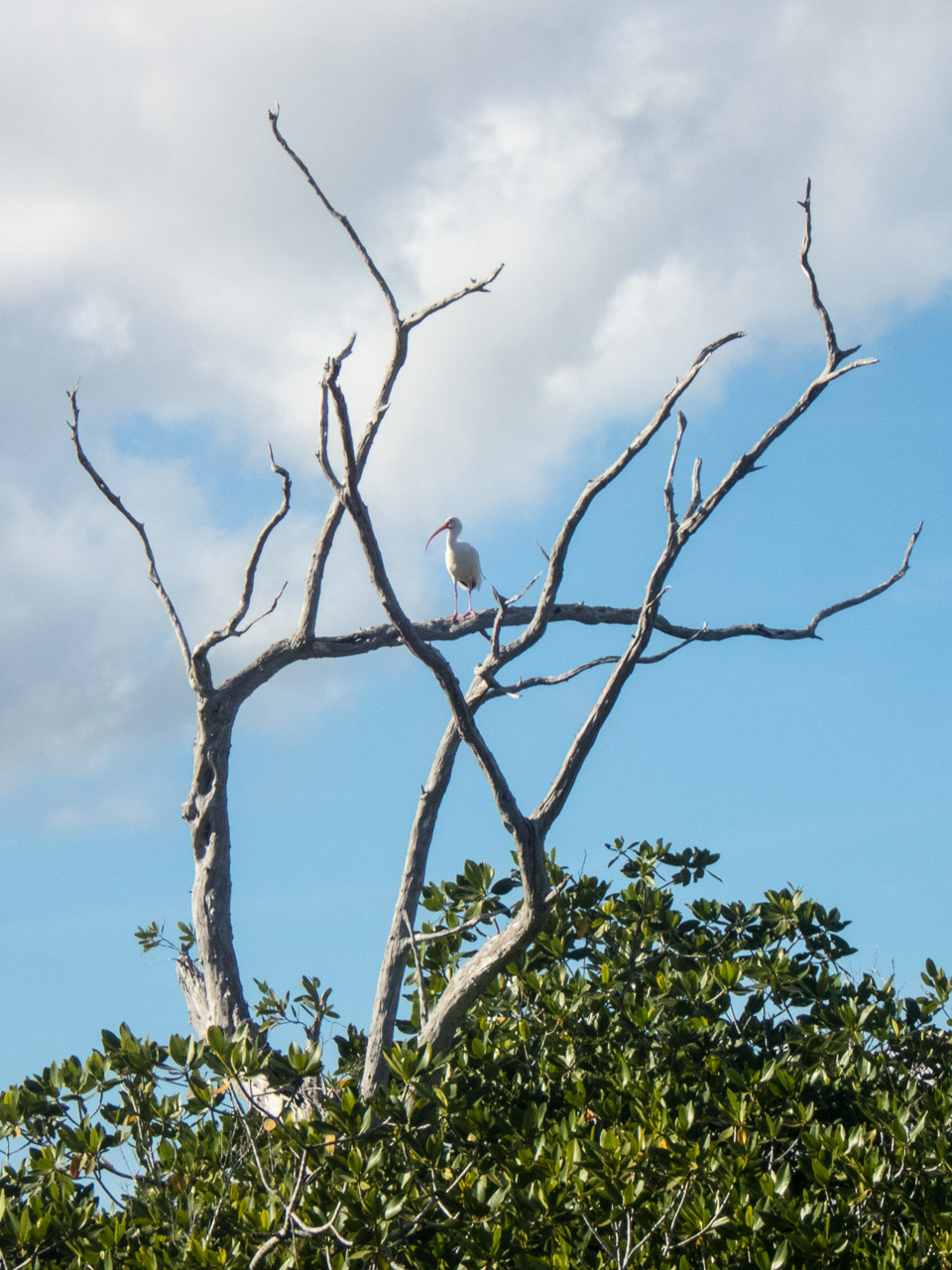 Everglades 2017 66
