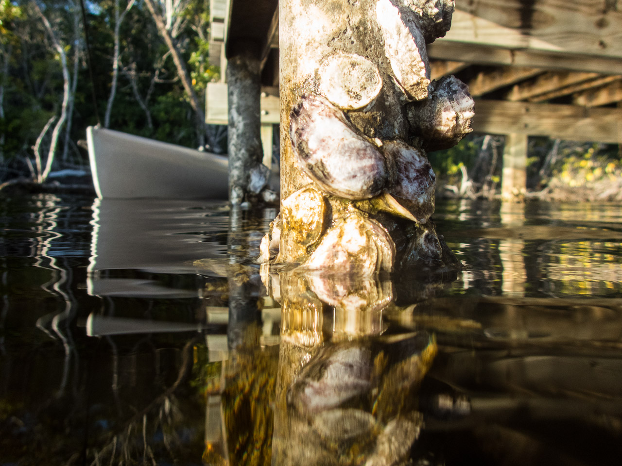 Everglades 2017 74