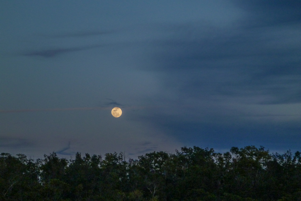 Everglades 2018 32