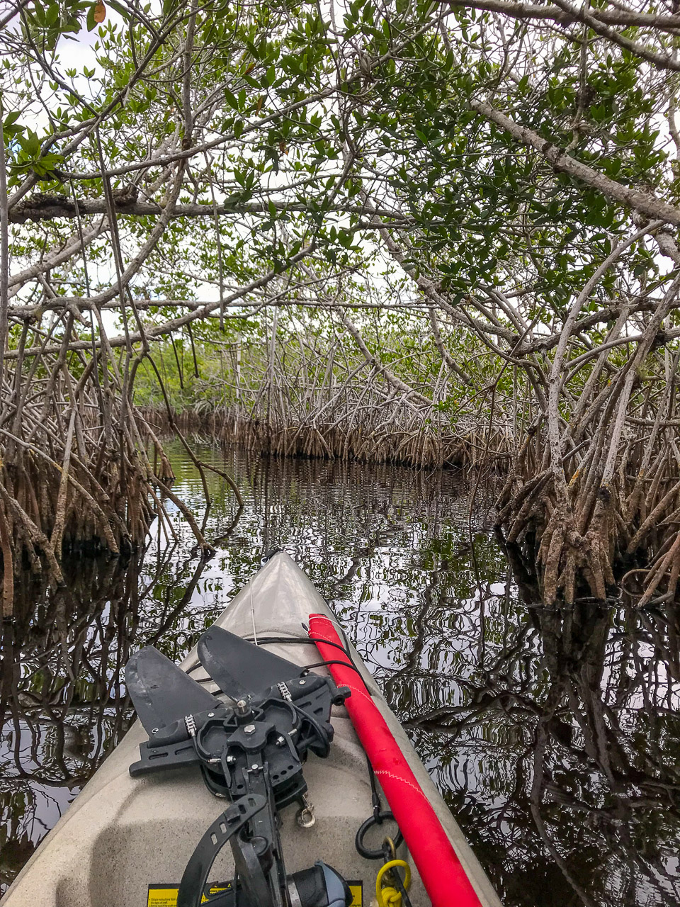 Everglades 2018 40