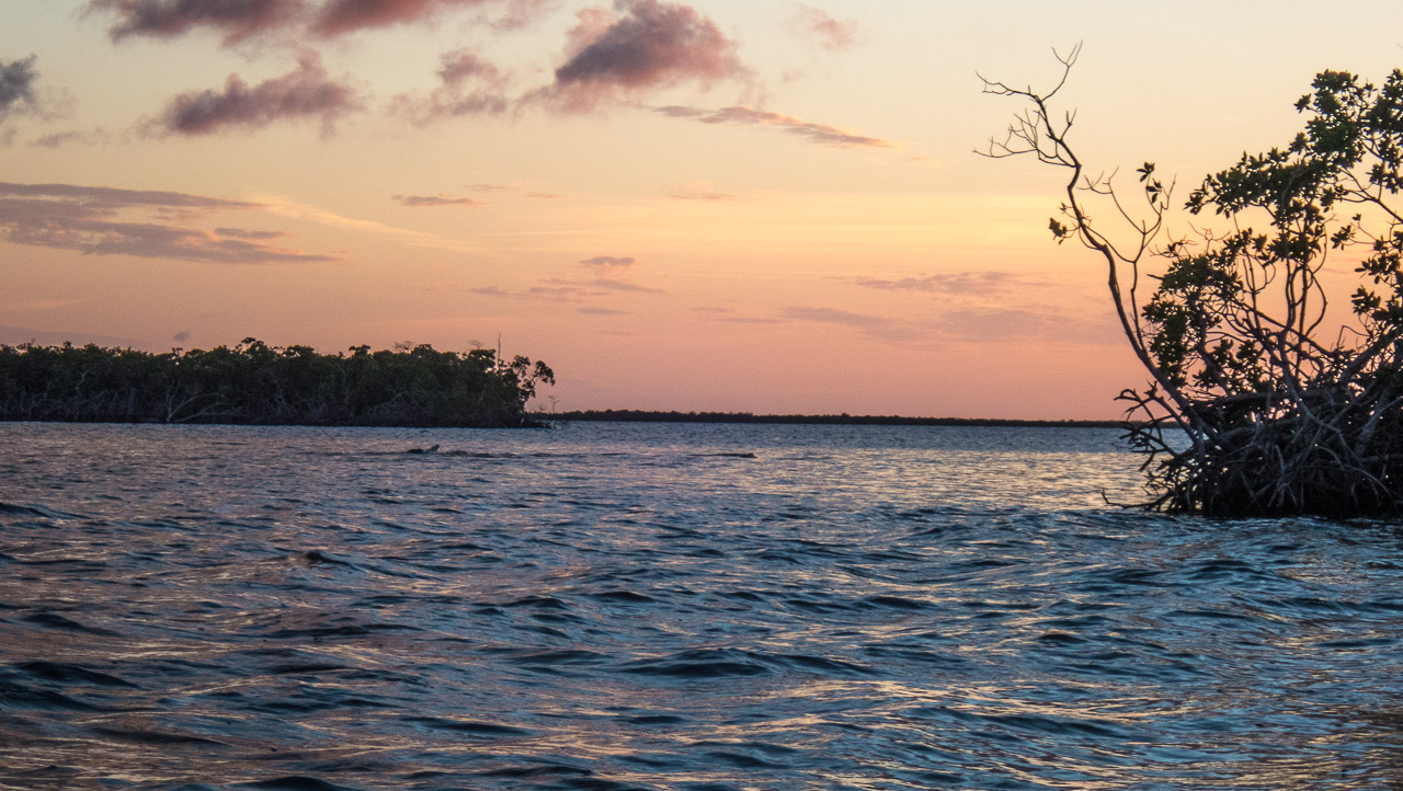 Everglades 2020 14