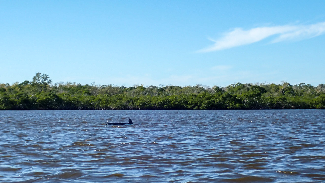 Everglades 2020 19
