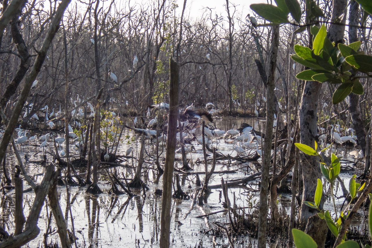 Everglades 2020 2