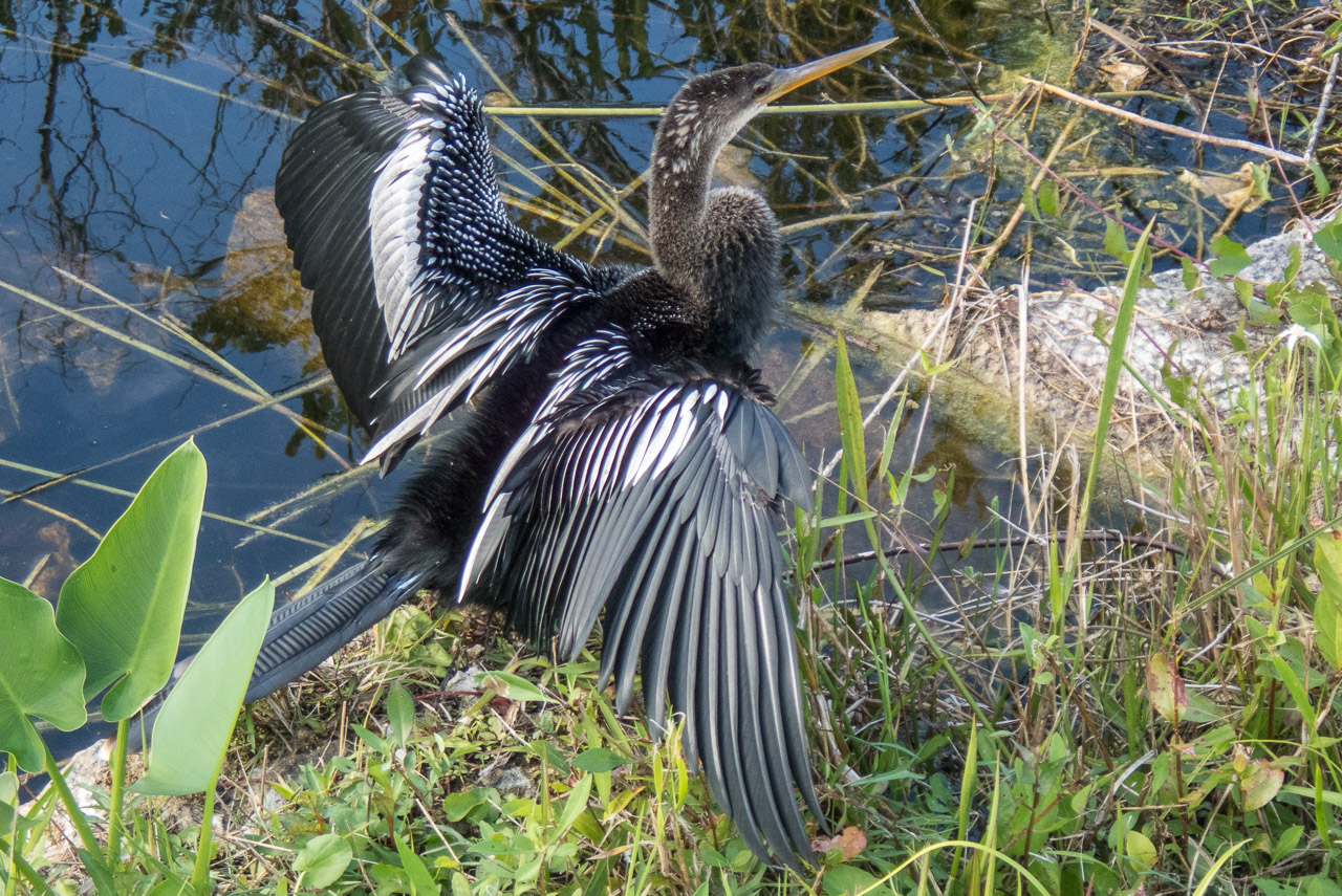Everglades 2020 23