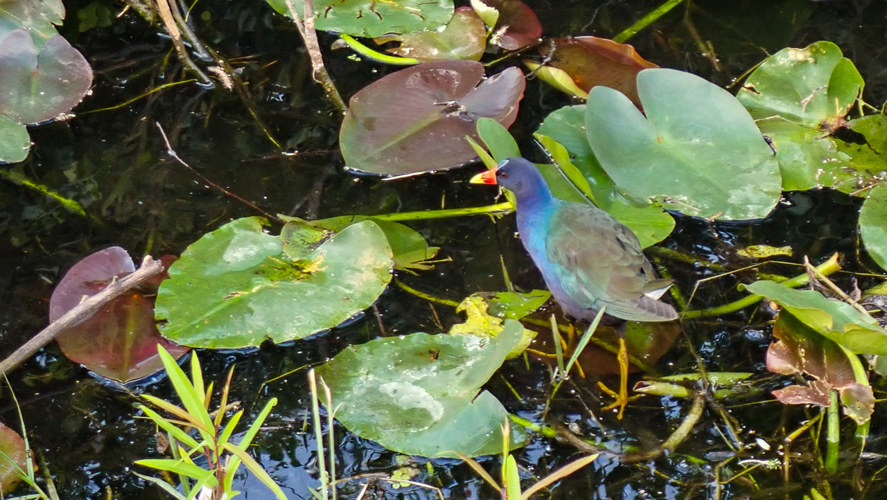 Everglades 2020 24