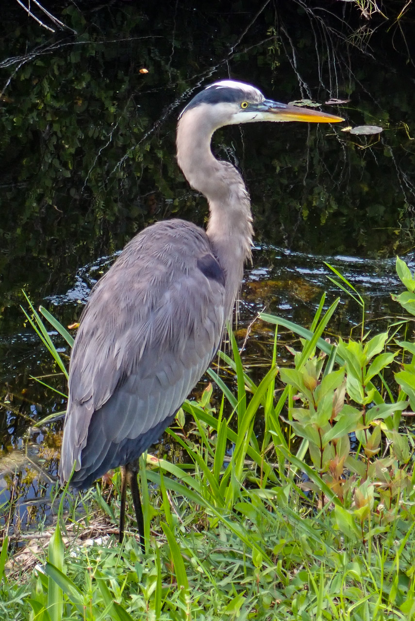 Everglades 2020 27