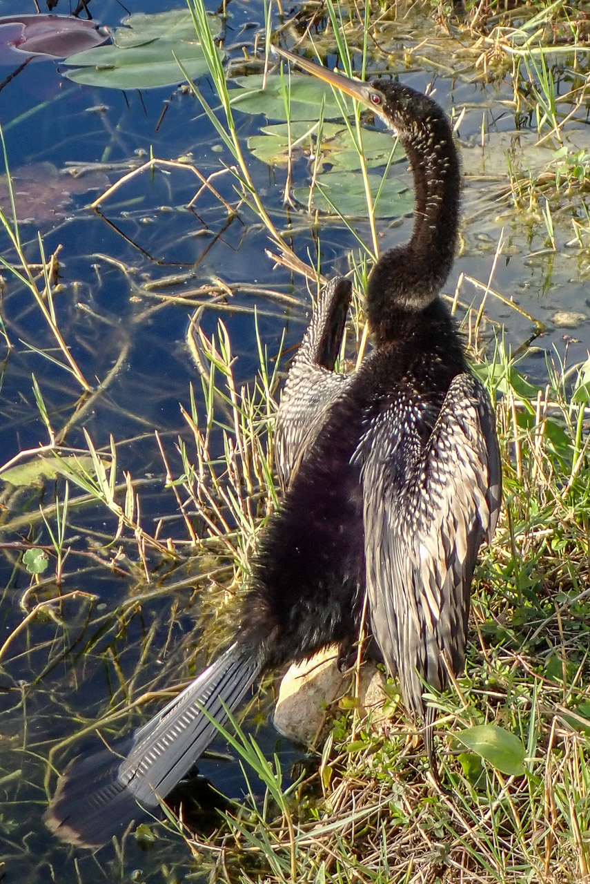 Everglades 2020 28