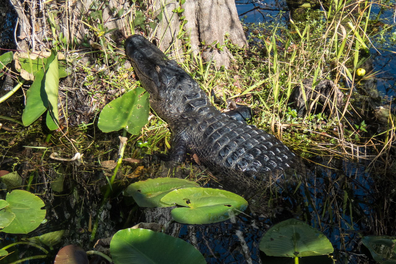 Everglades 2020 35