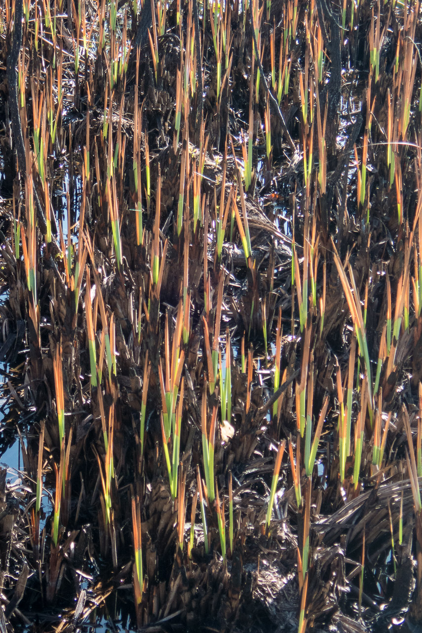 Everglades 2020 36